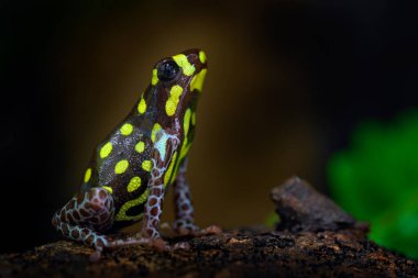 Ranitomeya vanzolinii Brazilian poison dart frog in the nature forest habitat. Dendrobates danger frog from central Peru  and Brazil. Beautiful blue and yellow amphibian green vegetation, tropic. clipart