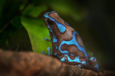 Dendrobates auratus 