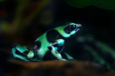 Amazon tropik ormanı Kosta Rika 'dan zehirli kurbağa. Yeşil Kara Zehirli Dart Kurbağası, Dendrobates Auratus, doğal ortamında. Güney Amerika 'daki tropik ormandan gelen güzel bir kurbağa. Hayvan Amazon.            