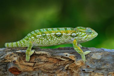 Furcifer lateralis, Halı bukalemunu, orman habitatındaki dalda oturuyor. Madagaskar 'dan gelen uzun kuyruklu egzotik yeşil sürüngen. Doğadan vahşi yaşam sahnesi. Yaşam alanında kertenkele.