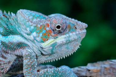 Furcifer lateralis, Halı bukalemunu, orman habitatındaki dalda oturuyor. Madagaskar 'dan gelen uzun kuyruklu egzotik, yeşil sürüngen. Doğadan vahşi yaşam sahnesi.  