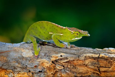 Furcifer willsii, Canopy Wills bukalemunu, orman habitatındaki dalda oturuyor. Madagaskar 'dan gelen uzun kuyruklu egzotik, yeşil sürüngen. Doğadan vahşi yaşam sahnesi.  