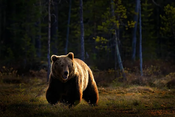 Bear Hidden Yellow Forest Autumn Trees Bear Beautiful Brown Bear — Stock Photo, Image