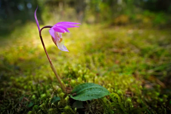 Calypso Bulbosa Beautiful Pink Orchid Finland Flowering European Terrestrial Wild — Stock Photo, Image