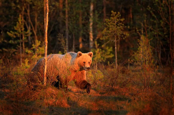 Pôr Sol Luz Manhã Com Grande Urso Marrom Andando Redor — Fotografia de Stock