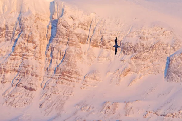 Észak Fulmar Fulmarus Glacialis Fehér Madár Sötétkék Jéggel Háttérben Repülő — Stock Fotó