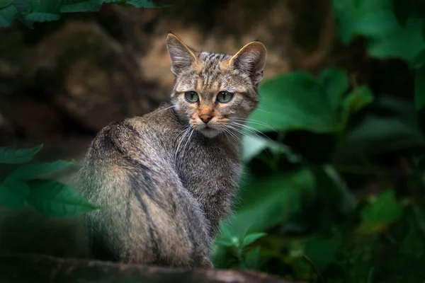 野生猫 Felis Silvestris 生活在自然树林栖息地的动物 隐藏在中欧捷克共和国的树干中 大自然的野生动物场景 — 图库照片