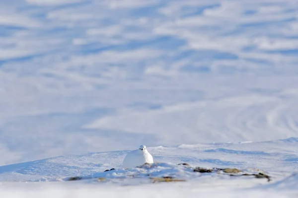 White Rock Ptarmigan Lagopus Mutus Witte Vogel Zittend Sneeuw Noorwegen — Stockfoto