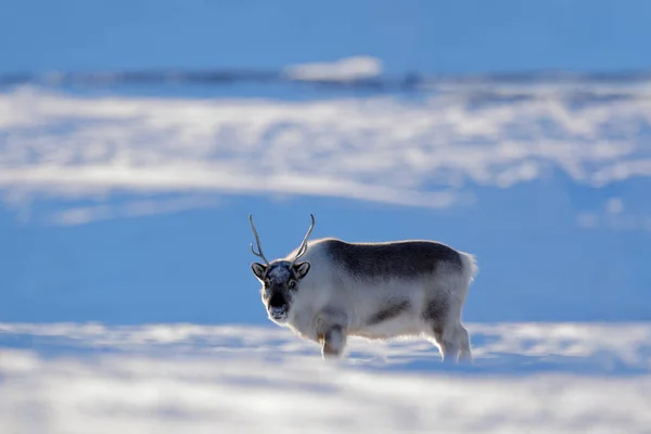 Dziki Renifer Rangifer Tarandus Ogromnymi Porogami Śniegu Svalbard Norwegia Jeleń — Zdjęcie stockowe