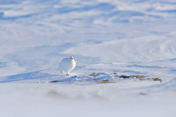 Белый Скала Птармиган Lagopus Mutus Белая Птица Сидящая Снегу Норвегия — стоковое фото
