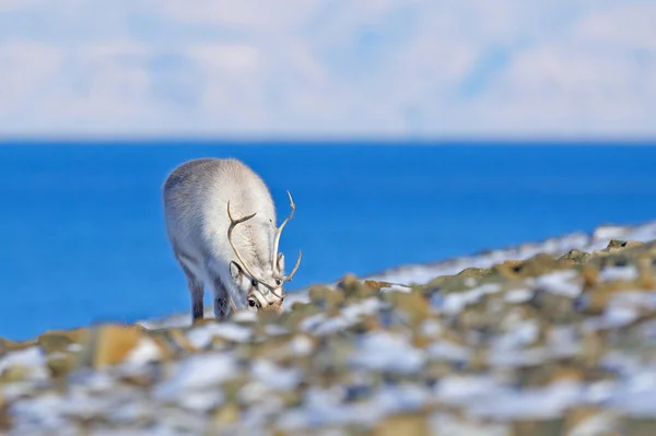 Rena Selvagem Rangifer Tarandus Com Chifres Maciços Neve Svalbard Noruega — Fotografia de Stock