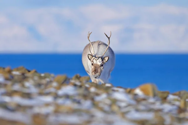 Dziki Renifer Rangifer Tarandus Ogromnymi Porogami Śniegu Svalbard Norwegia Jeleń — Zdjęcie stockowe