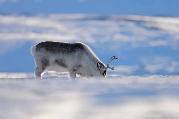 Wilde Rendieren Rangifer Tarandus Met Massief Gewei Sneeuw Spitsbergen Noorwegen — Stockfoto