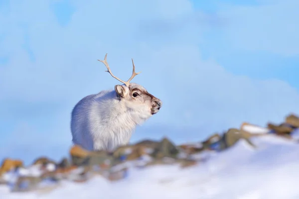 Wildrentiere Rangifer Tarandus Mit Massivem Geweih Schnee Spitzbergen Norwegen Spitzbergen — Stockfoto