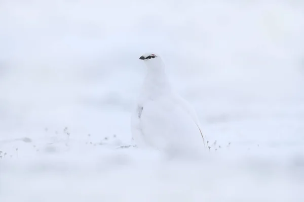 岩石仙人掌 白鸟坐在雪中 寒冷的冬天 欧洲北部 在雪地里的野生动物场景从艺术角度看待自然 — 图库照片