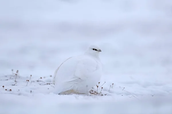 Inverno Svalbard Rena Selvagem Rangifer Tarandus Com Chifres Maciços Neve — Fotografia de Stock