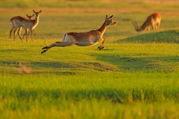 Implala Okavango Güney Afrika Daki Çayırlarda Zıplıyor Altın Çimenlikteki Impala — Stok fotoğraf