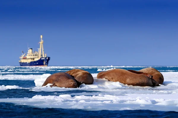 Odobenus Rosmarusとワラスは スヴァールバル ノルウェーと白い氷の上の青い水の近くで寝ています 赤ちゃんを持つ母親 若い女性とワラス 大きな動物と冬の北極の風景 — ストック写真