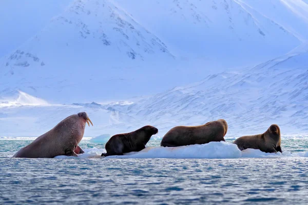 누스로 바다코끼리는 노르웨이 스발바르에 내뿜고 자식이 암컷과 바다코끼리 동물과 — 스톡 사진