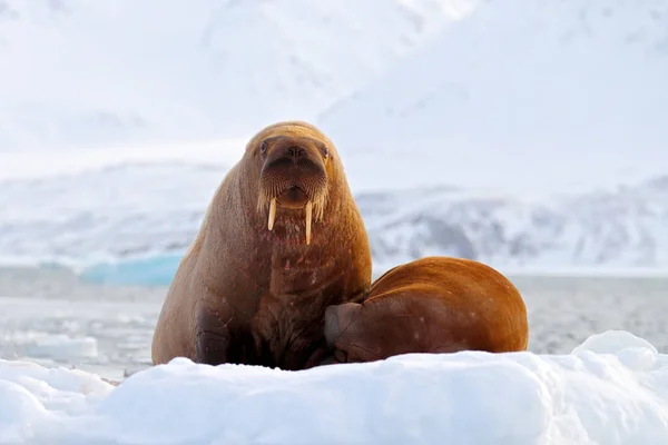 Walrus Odobenus Rosmarus Fique Fora Água Azul Gelo Branco Com — Fotografia de Stock