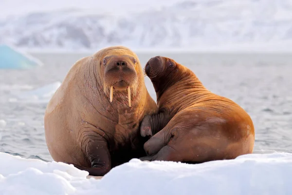 Walrus Odobenus Rosmarus Sticker Från Blått Vatten Vit Med Snö — Stockfoto