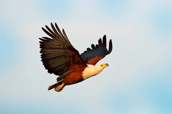 Afrikanischer Fischadler Haliaeetus Vozifer Brauner Vogel Mit Weißkopffliege Adlerflug Über — Stockfoto