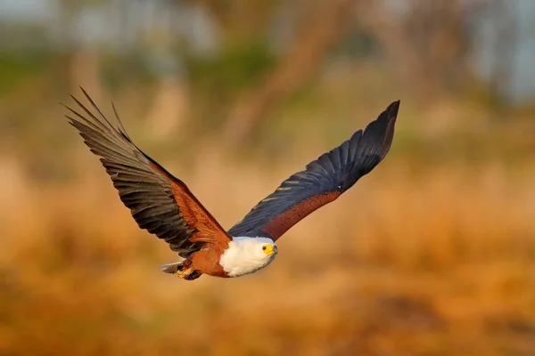 Aquila Pescatrice Africana Haliaeetus Vocifer Uccello Bruno Con Mosca Bianca — Foto Stock