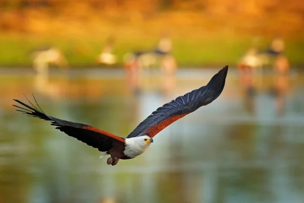 Águia Peixe Africano Vocifer Haliaeetus Pássaro Marrom Com Mosca Branca — Fotografia de Stock