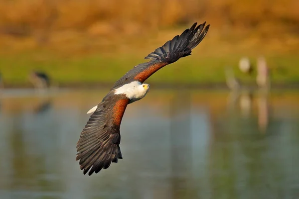 African Fish-eagle, Haliaeetus vocifer, brown bird with white head fly. Eagle flight above the lake water. Wildlife scene from African nature, Okavango delta, Botswana, Africa.