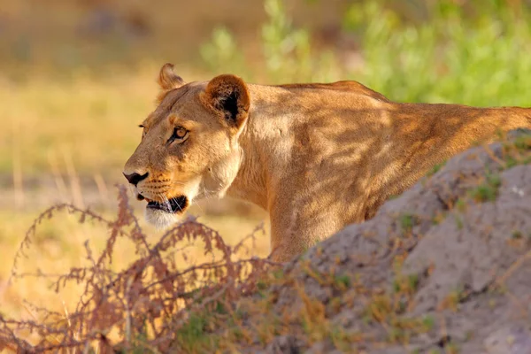 非洲的Safari 博茨瓦纳奥卡万戈三角洲一只愤怒的雌性狮子在草地上散步的非洲狮子 有美丽的夜光 大自然的野生动物场景 栖息地内的动物 — 图库照片