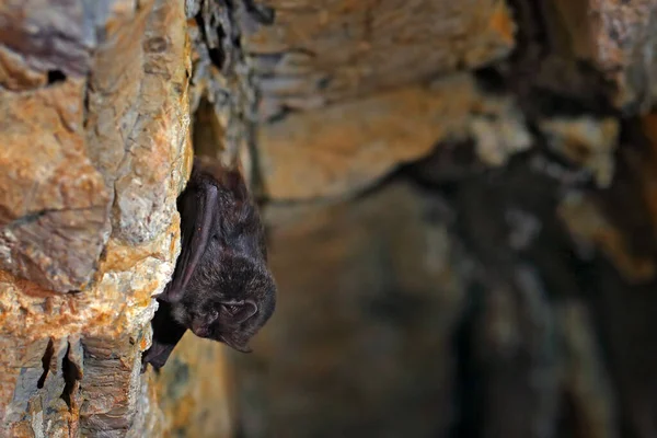 Västra Barbastelle Barbastella Barbastellus Naturens Grottmiljö Cesky Kras Tjeckien Underjordiska — Stockfoto