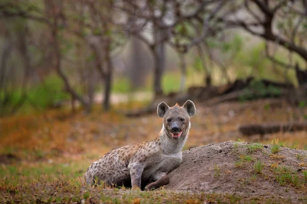 Junge Hyänenwelpen Mutterpflege Hyänen Familie Detailporträt Gefleckte Hyäne Babe Crocuta — Stockfoto