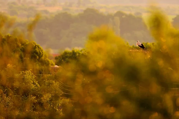 Morgensonnenaufgang Mit Storch Schönes Licht Der Natur Mit Vogel Nest — Stockfoto