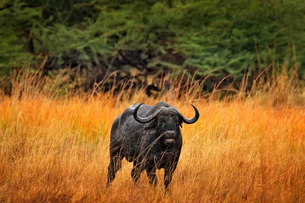 アフリカのバッファロー シンセラスのカフェ 黄色の草でサバンナに立って モレミ オカバンゴデルタ ボツワナ アフリカの自然からの野生動物のシーン 生息地の大きな動物 アフリカにおける危険動物 — ストック写真