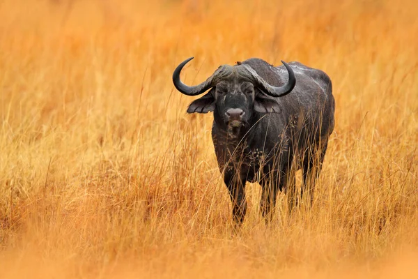 非洲水牛城 辛赛勒斯咖啡城 站在黄草的草原上 莫雷米 奥卡万戈三角洲 博茨瓦纳 来自非洲自然的野生动物场景 栖息地里的大动物非洲的危险动物 — 图库照片