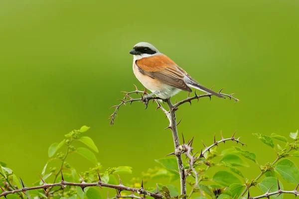 赤で裏打ちされたエビ Lanius Colurio ブルガリアからの鳥 ヨーロッパの自然生息地で動物 枝の上に座って — ストック写真