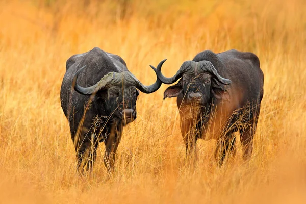 Afrikaanse Buffel Cyncerus Cafer Staande Savanne Met Geel Gras Moremi — Stockfoto