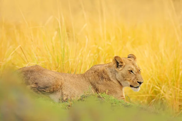 博茨瓦纳奥卡万戈三角洲的大怒狮子非洲的Safari 在草地上散步的非洲狮子 有美丽的夜光 大自然的野生动物场景 栖息地内的动物 — 图库照片