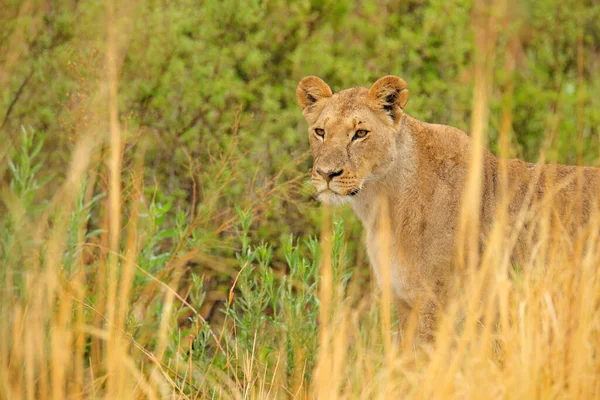 Lion Dans Delta Okavango Botswana Safari Afrique Lion Africain Marchant — Photo