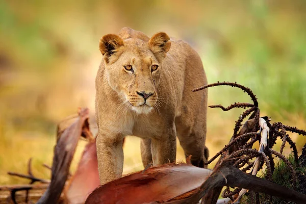 位于博茨瓦纳奥卡万戈三角洲的狮子 非洲的Safari 在草地上散步的非洲狮子 有美丽的夜光 大自然的野生动物场景 非洲的动物 大怒小狮子在栖息地 — 图库照片