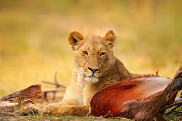 Lew Delcie Okavango Botswanie Safari Afryce Afrykański Lew Spacerujący Trawie — Zdjęcie stockowe