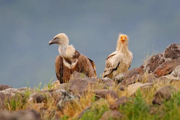 Avvoltoio Egiziano Neophron Percnopterus Grande Rapace Seduto Sulla Pietra Nell — Foto Stock