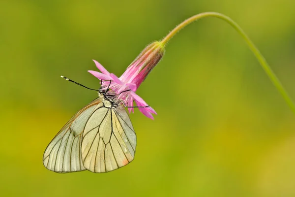 Aporia Crataegi Білий Метелик Чорною Вуаллю Дика Орхідея Болгарії Orchis — стокове фото