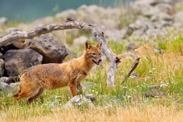 Болгария Дикая Природа Балкан Европе Золотой Шакал Canis Aureus Сцена — стоковое фото