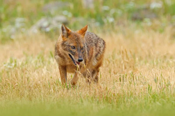 Bulgarije Wilde Dieren Balkan Europa Gouden Jakhals Canis Aureus Voederscene — Stockfoto