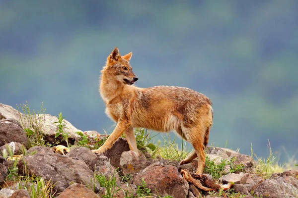 Bulgaria Wildlife Balkan Europe Golden Jackal Canis Aureus Feeding Scene — Stock Photo, Image