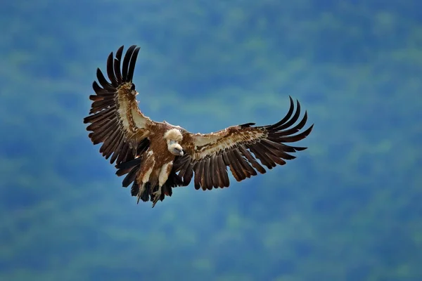 그리폰 Griffon Vulture Gyps Fulvus 맹금류는 바위산 다닙니다 서식지인 마자로 — 스톡 사진