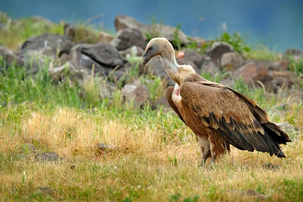 Buitre Leonado Gyps Fulvus Grandes Aves Presa Sentadas Montaña Rocosa —  Fotos de Stock