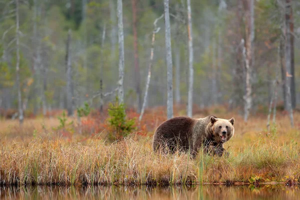 Urso Escondido Floresta Amarela Árvores Outono Com Urso Belo Urso — Fotografia de Stock