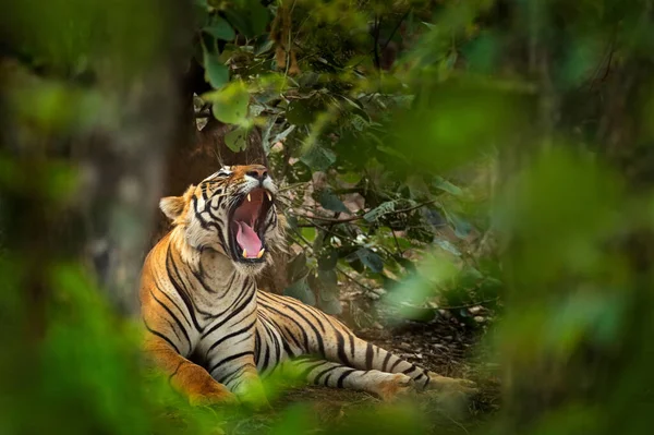 Indian tiger with open muzzle mouth, wild animal in the nature habitat, Ranthambore NP, India. Big cat, endangered animal. End of dry season, beginning monsoon.